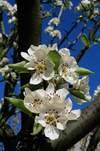 Blume